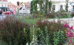 Urban Gardening – Kreatives Gärtnern in der Stadt